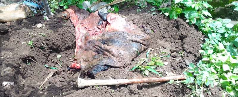 Musanze: Aborozi bahangayikishijwe n’ababiba amatungo bakayabagira mu ngo