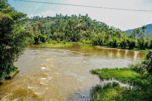 Musanze: Gutera imigano ku nkengero za Mukungwa byabarinze imyuzure yabangirizaga&nbsp;