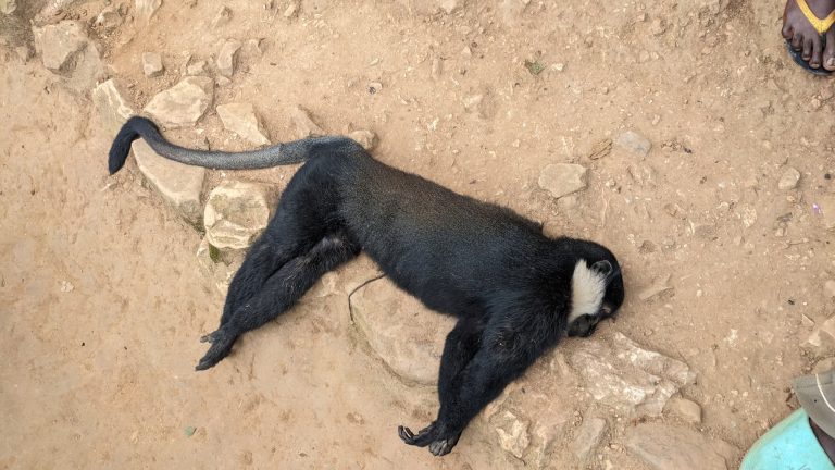 Rusizi: Arashakishwa akekwaho guhiga akica icyondi muri Nyungwe