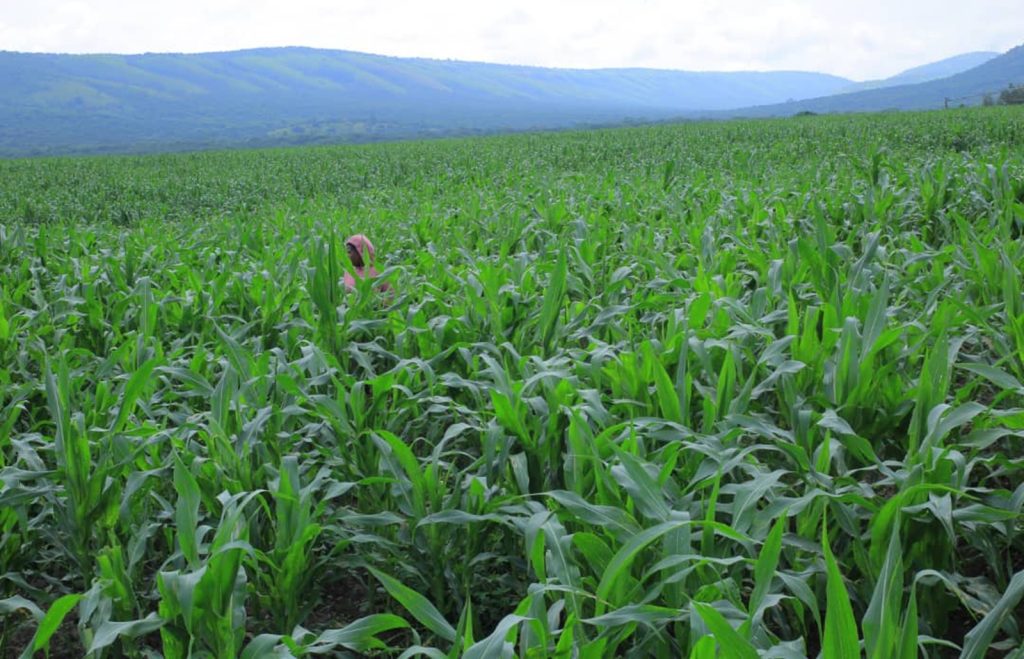 Uburasirazuba: Baravuga imyato gahunda yo guhinga 70% by’inzuri