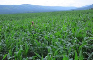Uburasirazuba: Baravuga imyato gahunda yo guhinga 70% by’inzuri