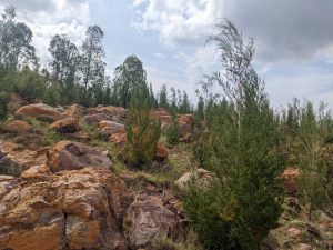 Kirehe: Umusozi w’urusarabuye wahinduriwe imiterere n’ibiti wateweho