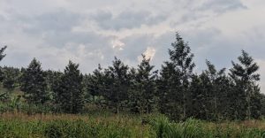 Nyagatare: Basobanukiwe akamaro k’ibiti bivangwa n’imyaka biyemeza kubibungabunga