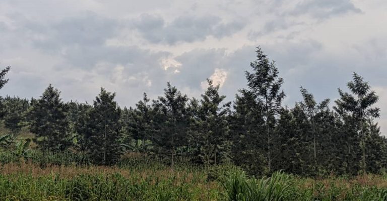 Nyagatare: Basobanukiwe akamaro k’ibiti bivangwa n’imyaka biyemeza kubibungabunga