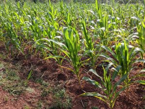 Kirehe: Amaterasi yakozwe aratanga icyizere cyo kuzamura umusaruro