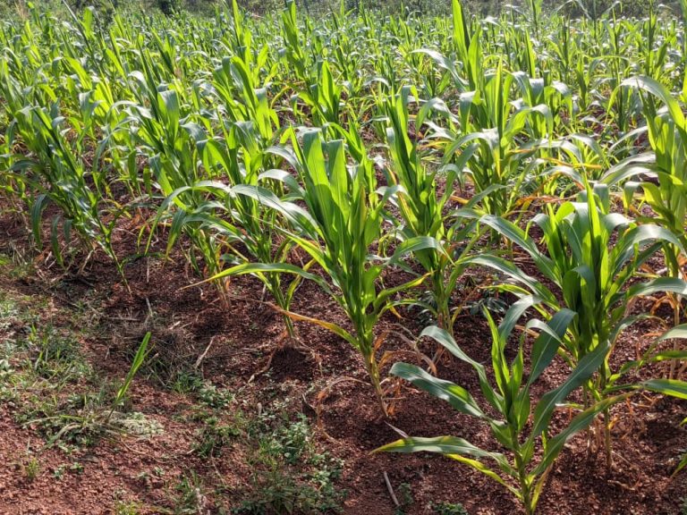 Kirehe: Amaterasi yakozwe aratanga icyizere cyo kuzamura umusaruro