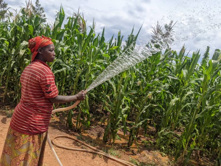 Kirehe: Abatahaga uko bahinze kubera amapfa ubu barasagurira amasoko