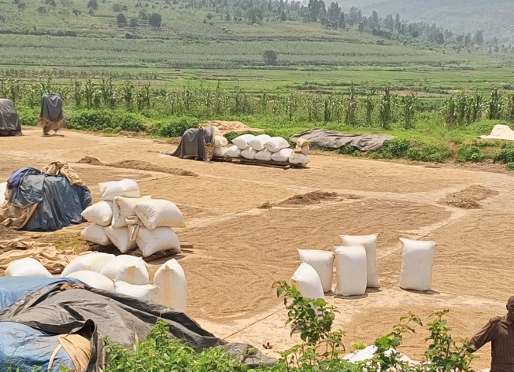 Hatangajwe igiciro cy’umuceri mu gihembwe cy’ihinga A 2026