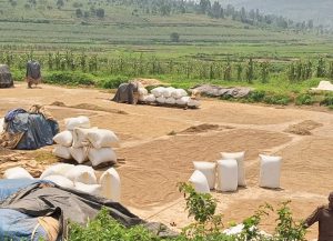 Hatangajwe igiciro cy’umuceri mu gihembwe cy’ihinga A 2026