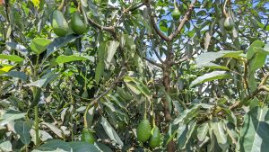 Abahinga avoka bagowe no guhaza isoko Mpuzamahanga