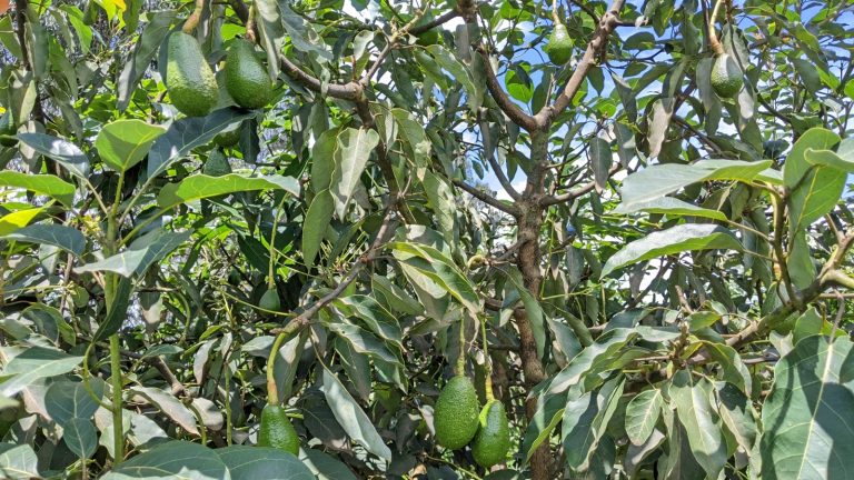 Abahinga avoka bagowe no guhaza isoko Mpuzamahanga
