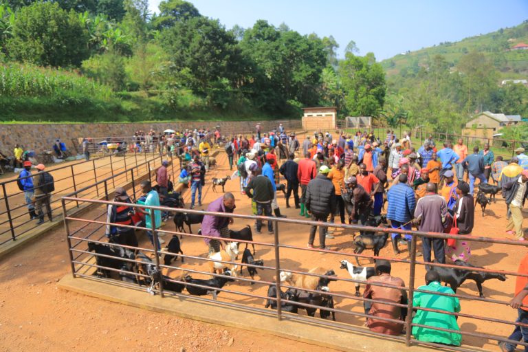 Rulindo: Isoko ry’amatungo magufi ryubatswe ryayazamuriye igiciro