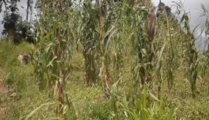 Musanze: Abahinzi bangirijwe imyaka n’urubura bagiye kugobokwa