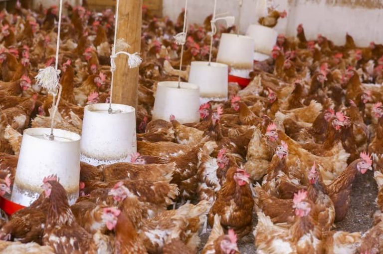 Musanze: Izamuka ry’ibiciro ry’ibiryo by’amatungo ribangamiye aborozi