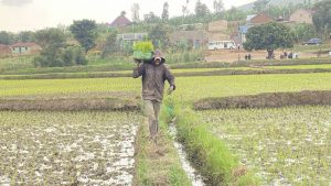 Gatsibo: Abakoresha igishanga cya Ntende barashimira ubwiherero bubarinda Bilaliziyoze