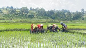 U Rwanda mu ngamba zo guhashya bilaliziyoze mu 2030