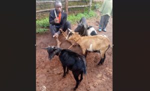Rusizi: Yafatanywe ihene 4 yibye avuga ko yashakaga ubunani
