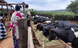 Abasenateri bagiye gusura iterambere ry’ubworozi mu Rwanda