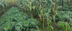 Burera: Guhinga mu kajagari bihombya abahinzi