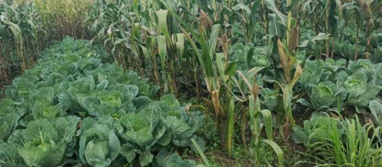 Burera: Guhinga mu kajagari bihombya abahinzi