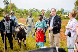 Bugesera: Umuryango RCEF woroje inka imiryango itishoboye