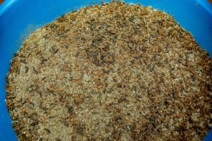 Nyamasheke: Azolla yorohereje aborozi kugaburira amatungo
