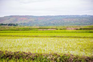 Kayonza: Ubuhinzi bw’umuceri bwabakijije kumarira ibijumba mu nkono