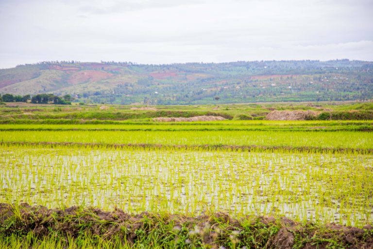 Kayonza: Ubuhinzi bw’umuceri bwabakijije kumarira ibijumba mu nkono