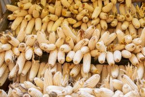 Gakenke: Ifumbire yazamuye umusaruro w’ibigori uva kuri toni 3,8 ugera kuri 5,5