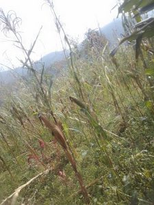 Karongi: Hegitari zirenga 52 z’imyaka y’abaturage zangijwe n’urubura&nbsp;
