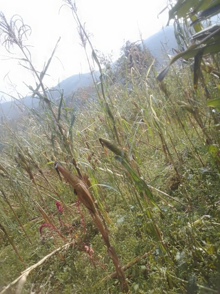 Karongi: Hegitari zirenga 52 z’imyaka y’abaturage zangijwe n’urubura&nbsp;