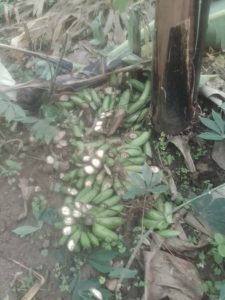 Rubavu: Yabyutse asanga bamutemeye insina hakekwa uwo mu muryango we