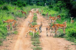 Pariki y’Igihugu y’Akagera yinjirije u Rwanda asaga miliyari 7,2 Frw mu 2025