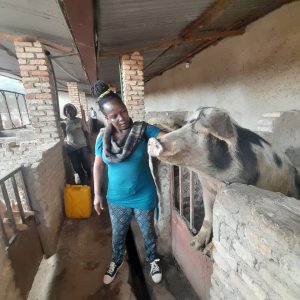 Ruhango: Uwaretse akazi i Burayi yoroye ingurube zimwinjiriza miliyoni 3 Frw ku kwezi