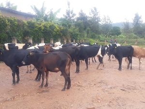 Burera: Bungwe babangamiwe na ba Mudugudu babasaba ‘amafaranga y’ikiziriko’ muri Girinka