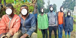 Rubavu: 6 bakekwaho kwiba inka z’abaturage bafashwe