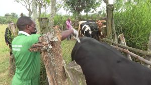 Nyagatare: Uwateje intanga inka 11 ntizifate arataka igihombo