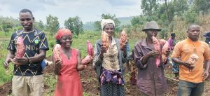 Kayonza: Ibijumba byahinzwe kuri hegitari 558 byahinduye imibereho