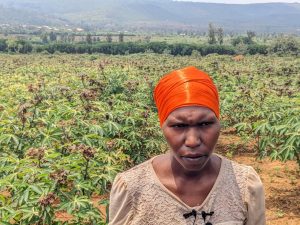 Kayonza: Imyumbati bise “Nsizebashonje” yafashije guhangana n’amapfa