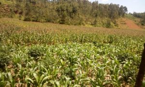 Huye: Abahinzi bifuza kubona uburyo bwo kuhira bagahangana n’imihindagurikire y’ibihe