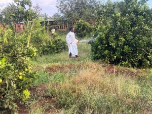 Gatsibo: Ubuhinzi bw’imbuto bwagabanyije imirire mibi n’igwingira
