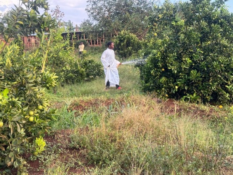Gatsibo: Ubuhinzi bw’imbuto bwagabanyije imirire mibi n’igwingira