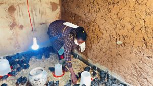 Ruhango: Yahereye ku nkoko 10 none ageze kuri 600, ihene 6 n’inka 2