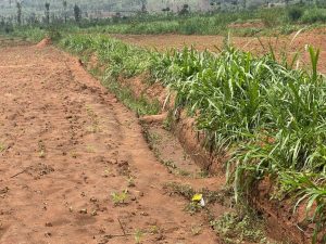 Kayonza – Ndego: Abahinze mu materasi bafite icyizere cyo kutazarumbya