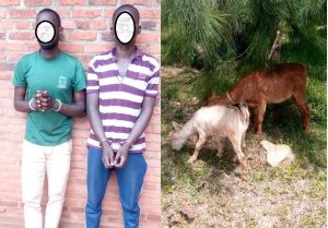 Rusizi: Bashukishije umushumba irindazi rya 200 Frw bamwiba ihene 2
