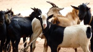 Nyagatare: Bitwikiriye igicuku biba ihene 3 baziteshwa n’irondo
