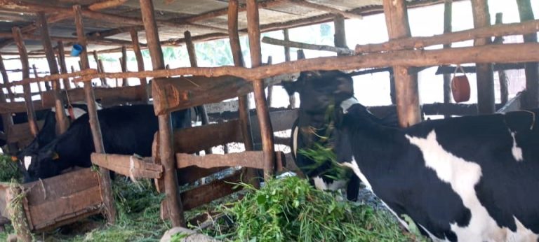 Nyagatare: Yinjiza 960,000 Frw ku kwezi akura ku nka 4 yoroye