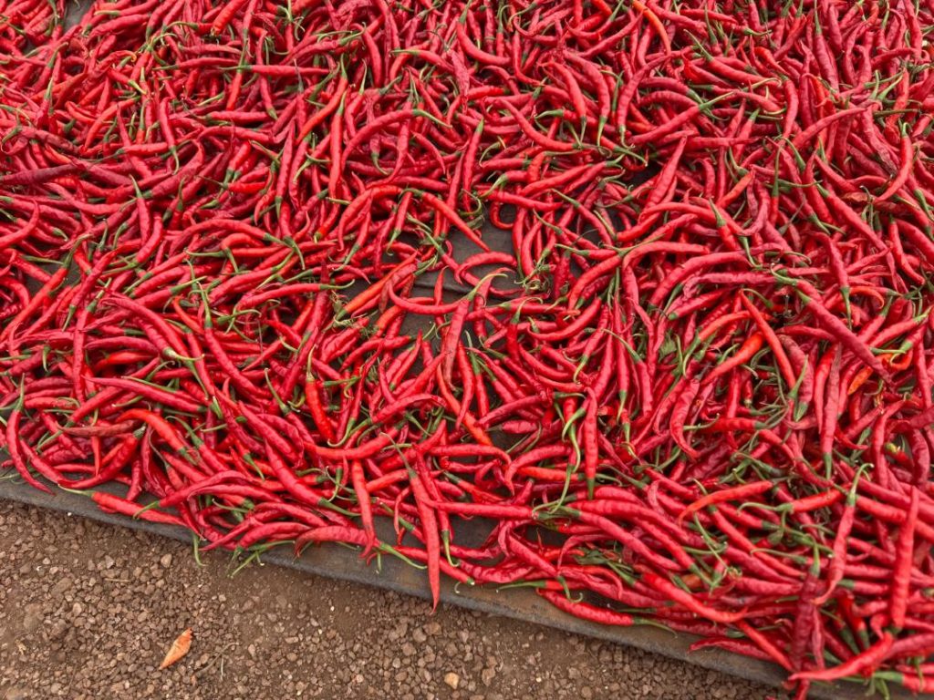 Byinshi ku mushinga wo kugabanya urusenda rwangirikaga rukava kuri 17,2% rukagera ku 8,7%
