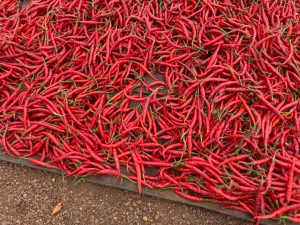 Byinshi ku mushinga wo kugabanya urusenda rwangirikaga rukava kuri 17,2% rukagera ku 8,7%