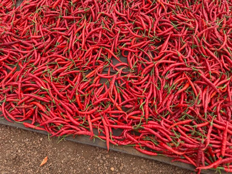 Byinshi ku mushinga wo kugabanya urusenda rwangirikaga rukava kuri 17,2% rukagera ku 8,7%